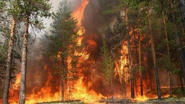 О лесопожарной обстановке за прошедшие сутки в Бурятии
