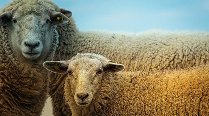 В Бурятии впервые пройдет Сибирско-Дальневосточная межрегиональная выставка племенных овец и коз